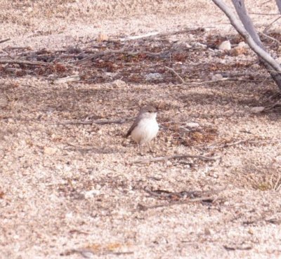 Rock Wren
