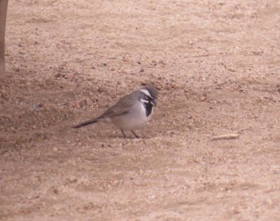 Black-throated Sparrow