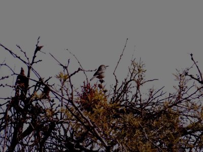 Cactus Wren
