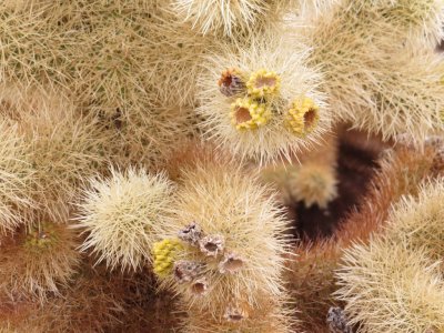 Cholla
