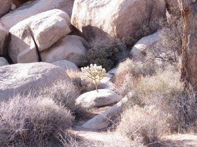 Little cholla