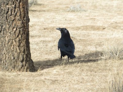 Raven