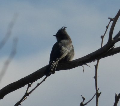 Phainopepla at Joshua Tree Oasis