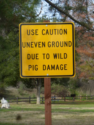 Pigs