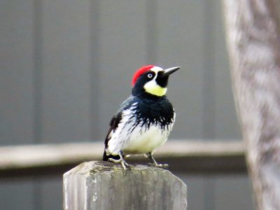 Acorn Woodpecker