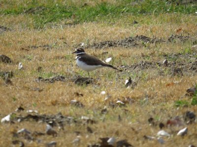 Killdeer