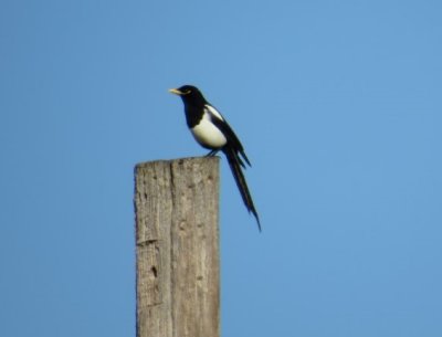 Yellow-billed Magpie