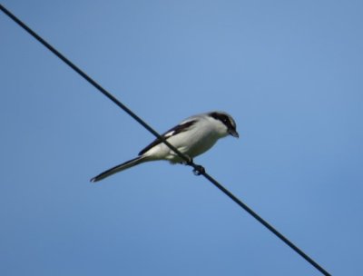Loggerhead Shrike