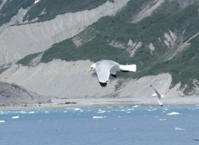 Black-legged Kittiwakes
