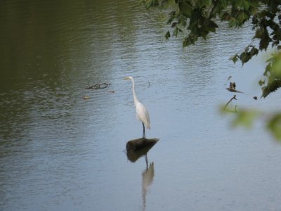 Great Egret