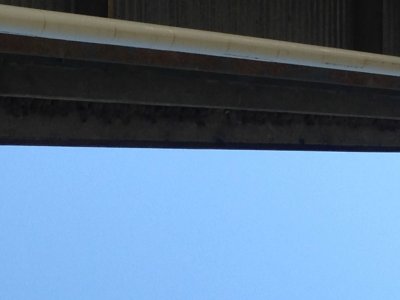 Cliff Swallows