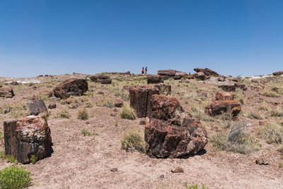 A literal petrified forest 