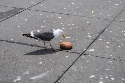 Seagull and bread bowl...