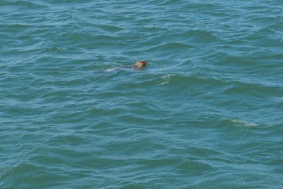 Seal following the boat