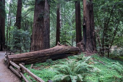 Old Growth Coastal Redwoods