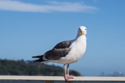 San Francisco Bay Gull