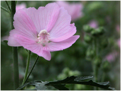 Rose et vert