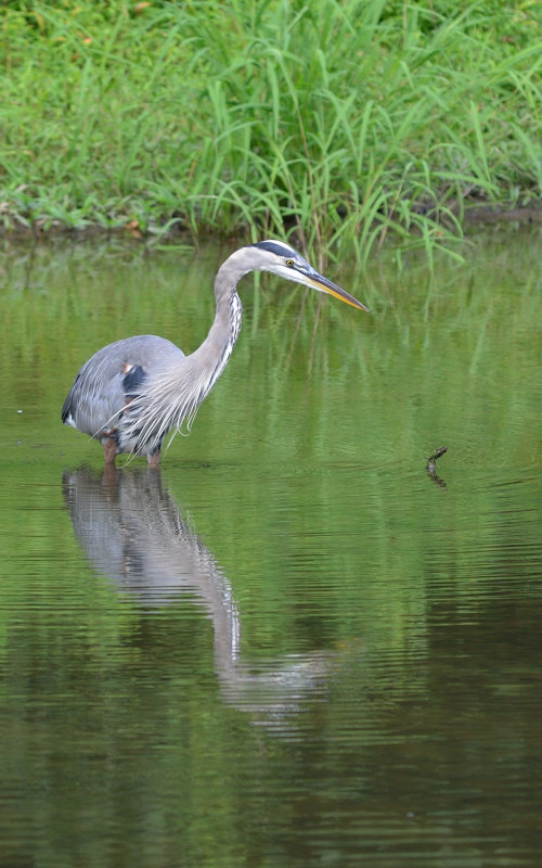 Great Blue Heron