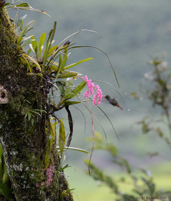 Rufus Tail Hummingbird
