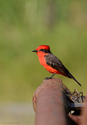 Vermillion Flycatcher