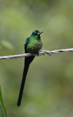 Violet-tailed Sylph