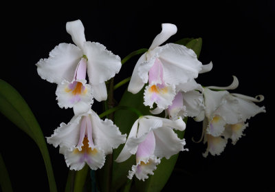 Cattleya quadricolor