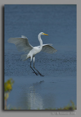 Egret @ Flag Ponds