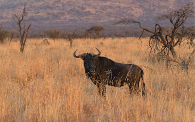 Sunset Black Rhino Preserve