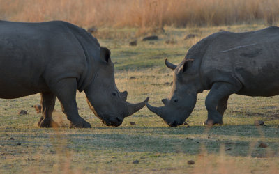 Nose to Nose in the Rhino Stomp