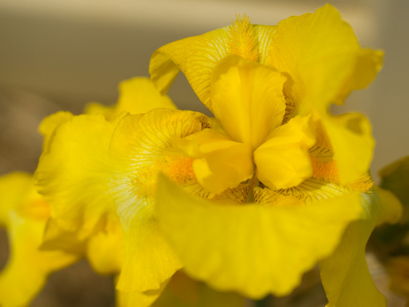 Yellow-Bearded-Iris-DSC06113-CS5.jpg