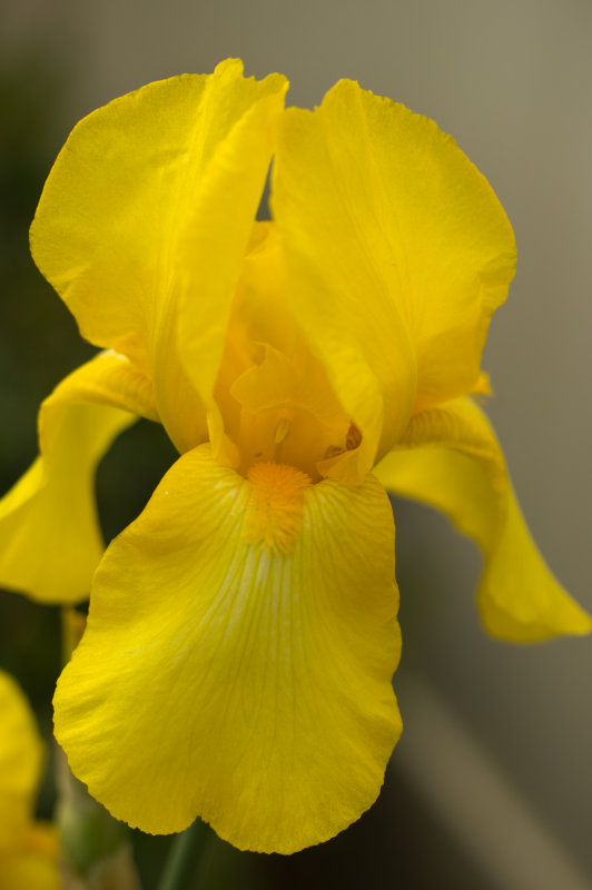 Yellow-Bearded-Iris-DSC06114-CS5.jpg