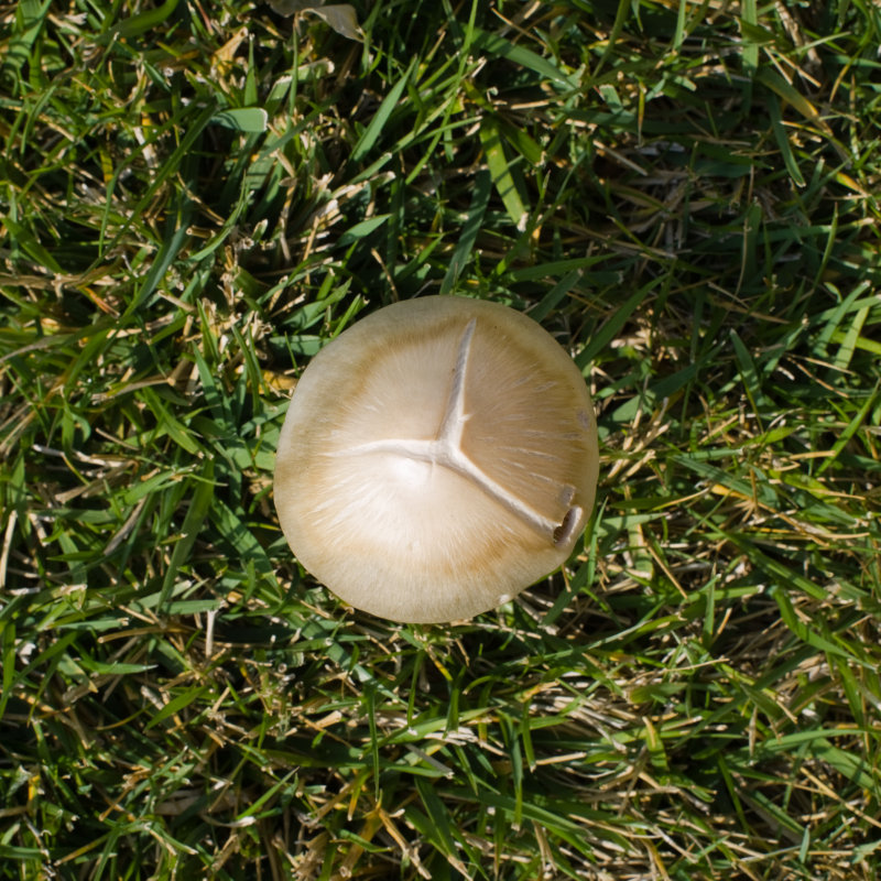 Mushroom-DSC03098_DxO.jpg