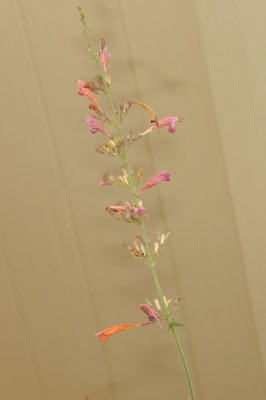 g9/71/631071/3/158219624.iL1ZP8OH.jpg