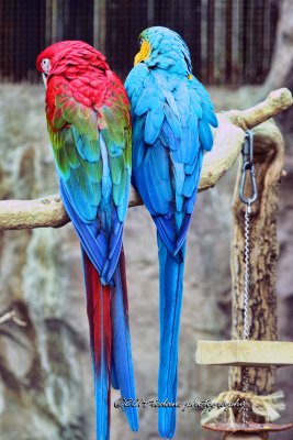 Parrots.jpg