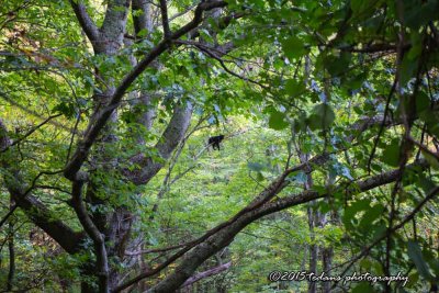 Napping bear in tree