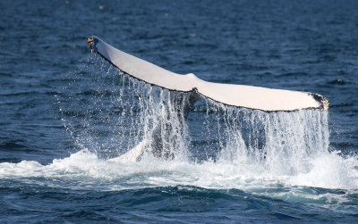 Whale Watching Mooloolaba 2016 with Whale One