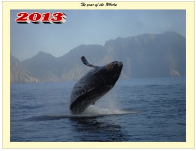 SEWARD- 2013 YEAR OF THE WHALES