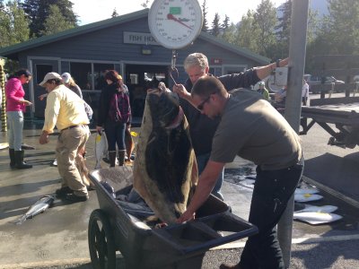 Big Halibut