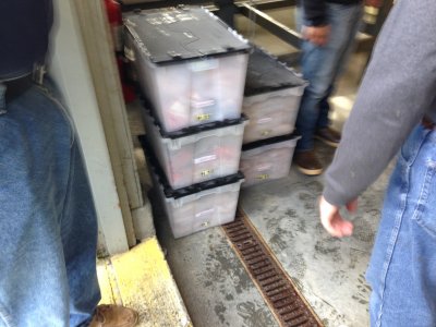Cartons going into the freezer