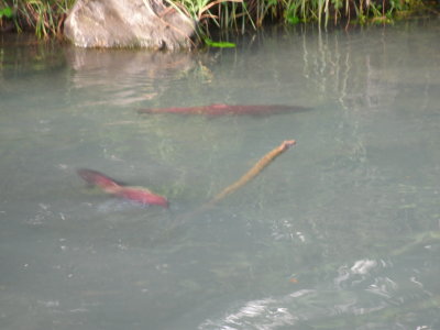 Salmon in a stream in downtown Seward