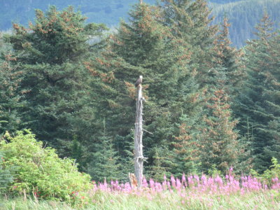 Eagle on a stick