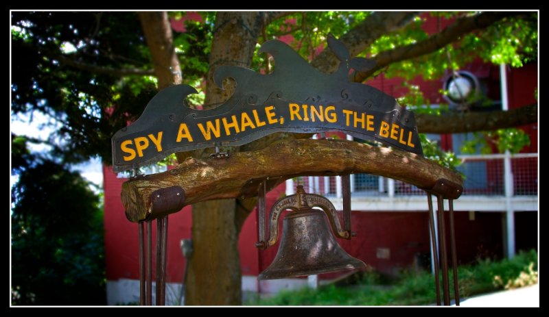 Moby Dick Perhaps