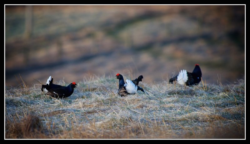 Black Grouse at Lek