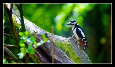 Our Colourfull Garden Woodpecker