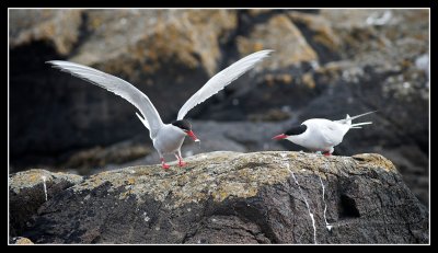 Arctic Tern Courtship