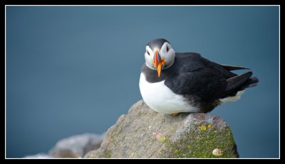 A Puffin Challenges