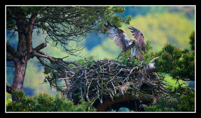  Lady  the Osprey of Loch of the Lowes Dunkeld