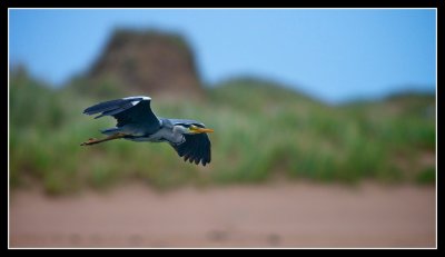 Heron in Flight 