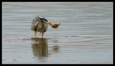 Heron with Flounder Catch 