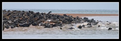 Ythan River Estuary Seals .. Aberdeenshire
